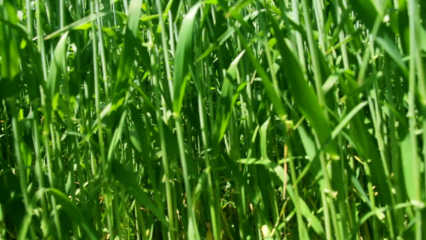 Wheat Field Waves Moved by Summer Wind Nature Crane Shot Background HD