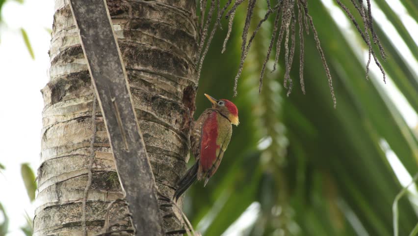 Crimson-winged Woodpecker make nest