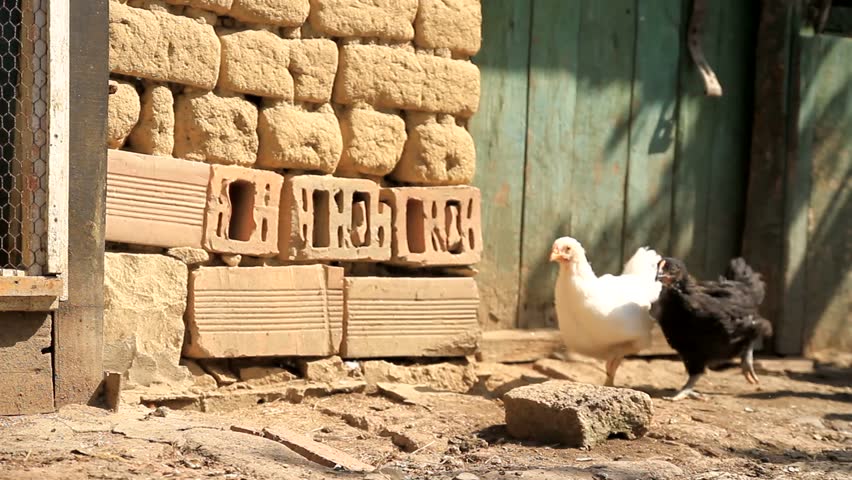 Chicks Running on a Farm Free Range Organic Food Production Concept HD