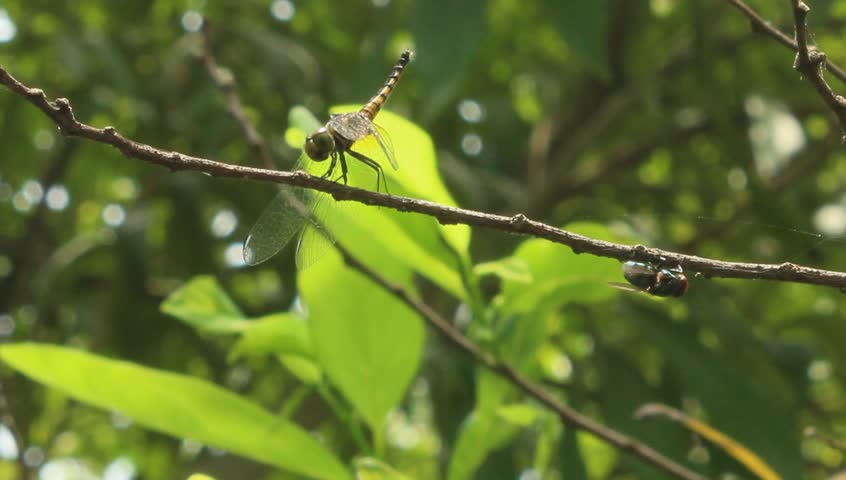 dragonfly perched on tree branch