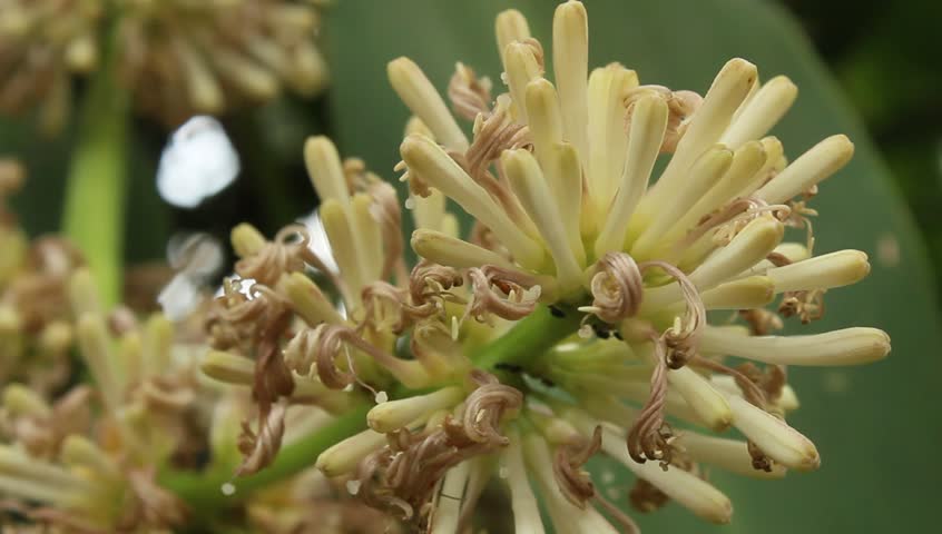 magnolia flower 