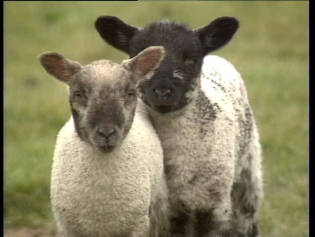 Two spring lambs