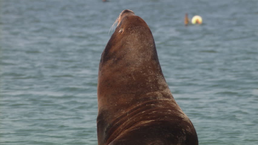 A sea lion suns himself and looks into camera