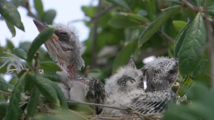 Close up of baby birds in a nest