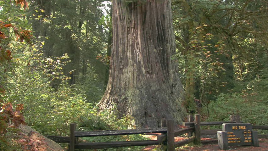 Tilt up to top of redwood tree