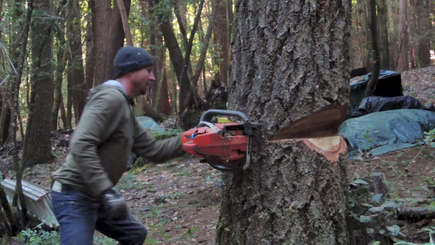 Professional tree service fells a large fir in the Sierra foothills of Northern California.