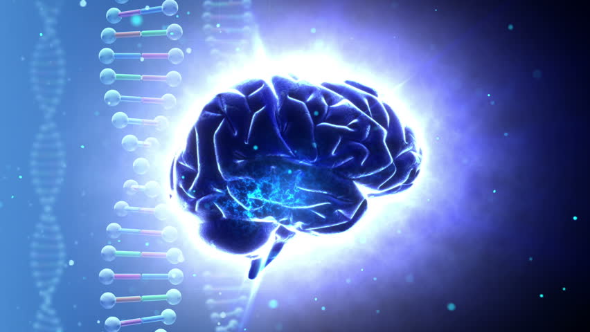 Brain images.