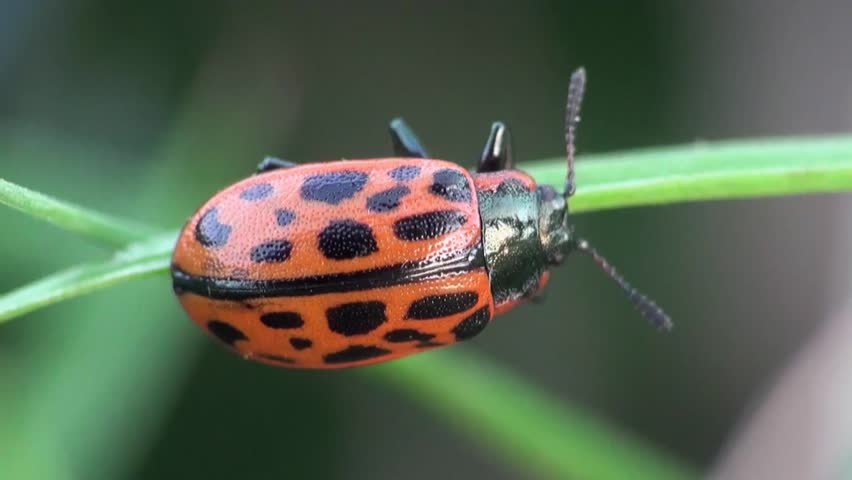 ladybug sitting on leaf