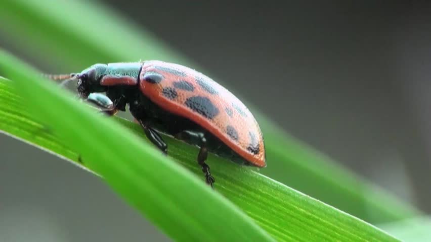 ladybug sitting on leaf