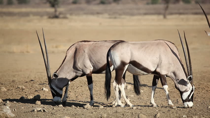 Gemsbok antelopes (Oryx gazella), Kalahari desert, South Africa