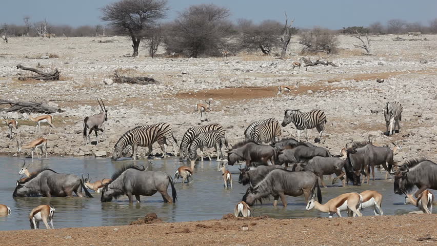 Zebra, wildebeest, springbok and gemsbok antelopes gathering at a waterhole, Etosha National Park, Namibia
