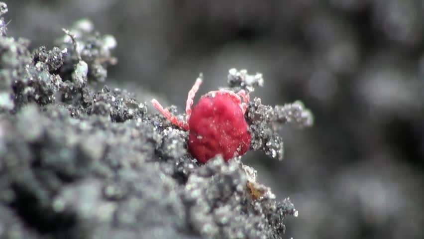 Red Bug stink bug