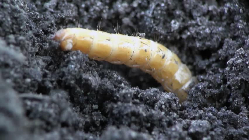 Beetle larva burrows into the ground