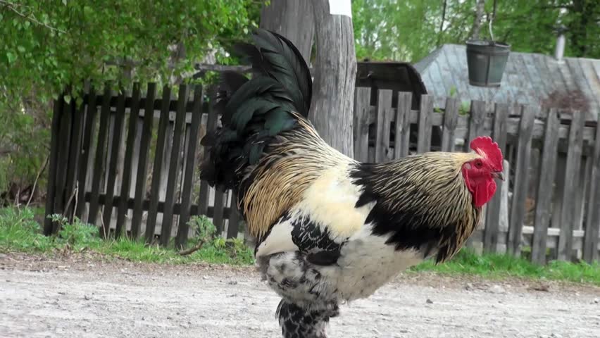 Proud rustic rooster