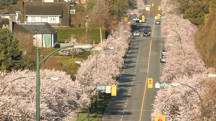 Vancouver Street, Cherry Blossoms. A main street in Vancouver, British Columbia surrounded by blossoming Japanese cherry trees.
