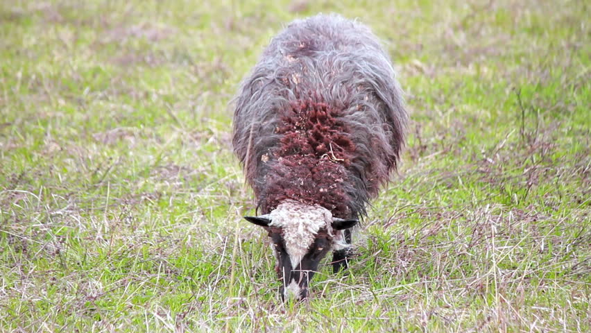 The black sheep is the young grass