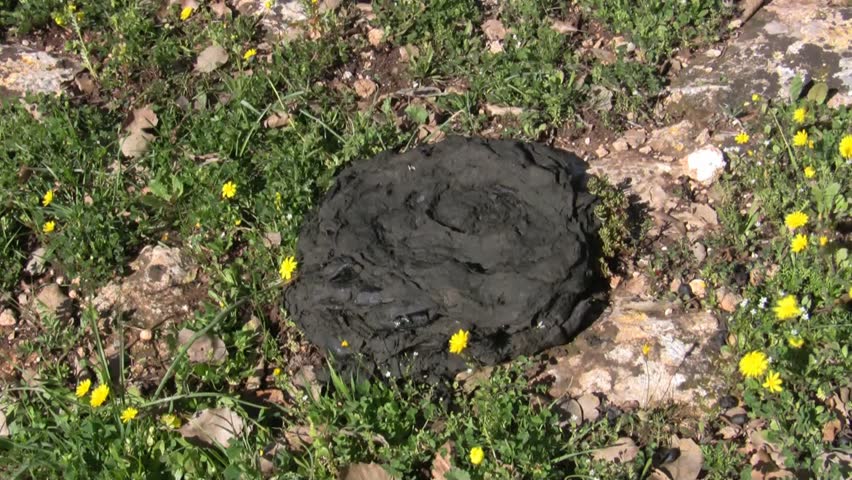 Cow dung. flies and yellow flower