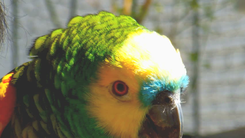 Close up of a blue-fronted amazon parrot