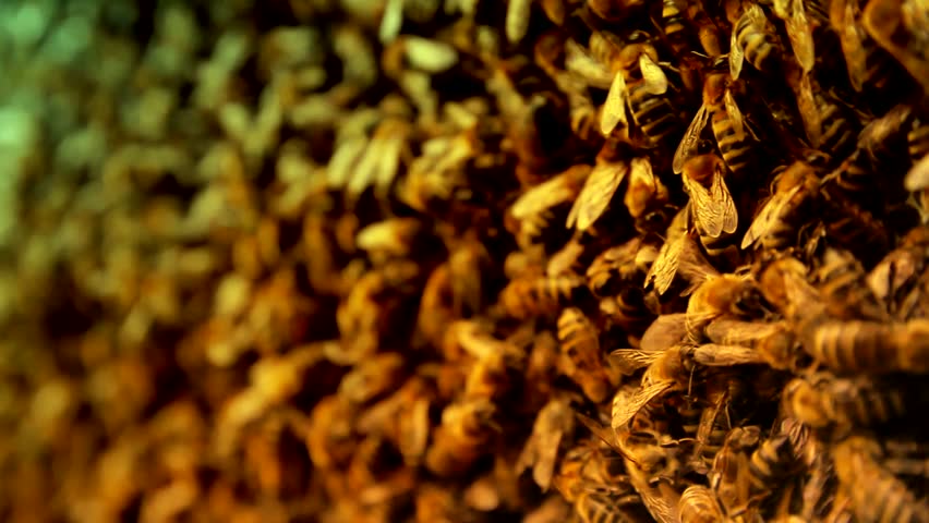 Brown and Yellow Honeybees swarming on Honeycomb Background HD