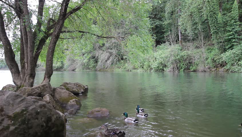 Mallard Ducks Swimming in Water along Banks of Willamette River in Lake Oswego Spring Season 1920x1080