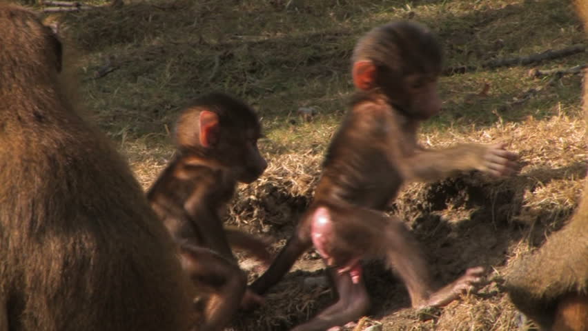 Monkey Business! A CUTE pair of baby Guinea baboons play together