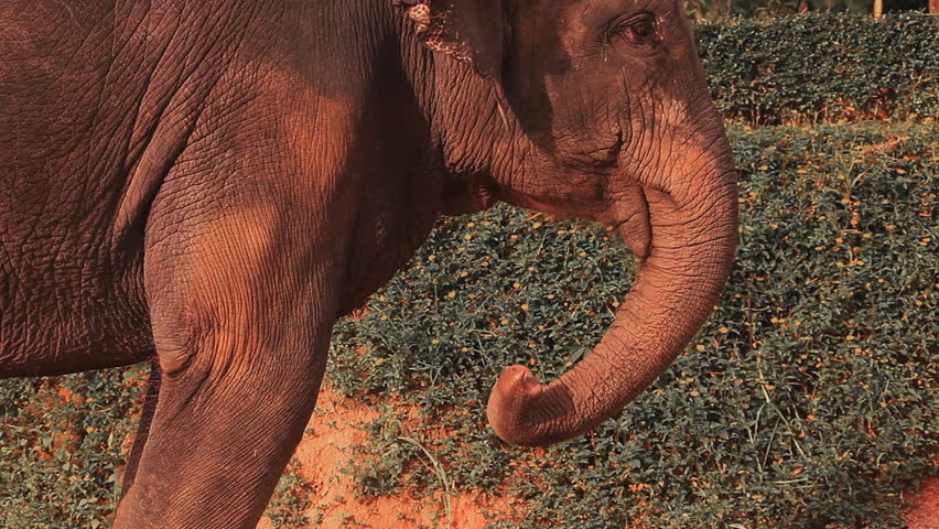 Head shaking elephant.