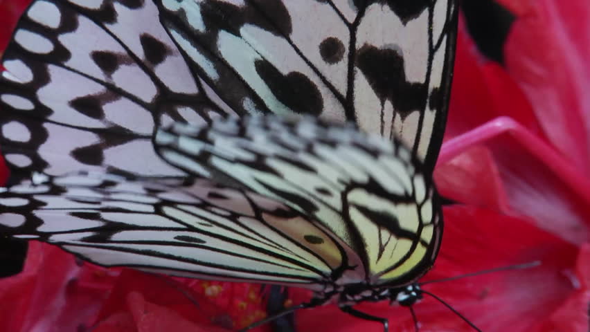 New Nymph Butterfly taking honey from flower