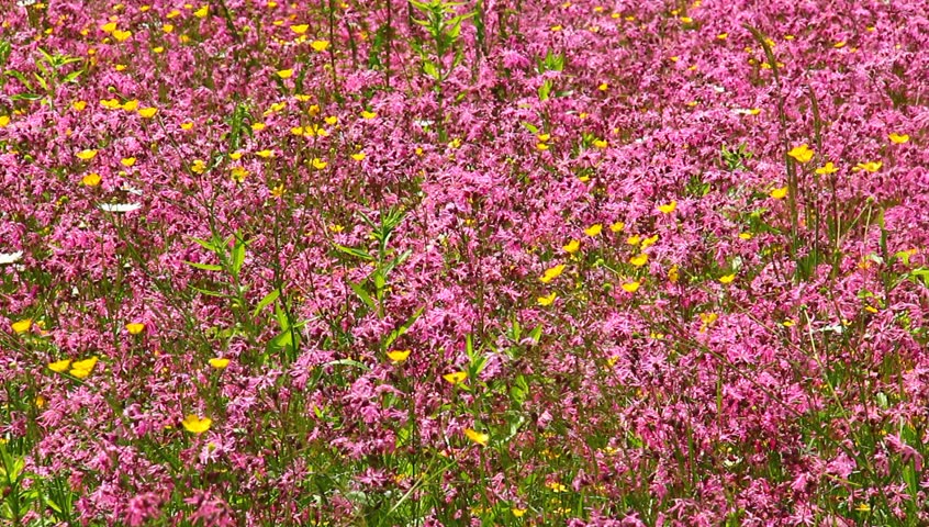 Pasture with colorful pink flowers.