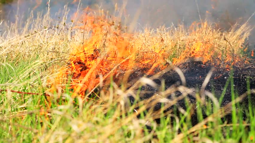 Forest Fire on Summer Field Red and Orange Flames Danger Nature Background HD