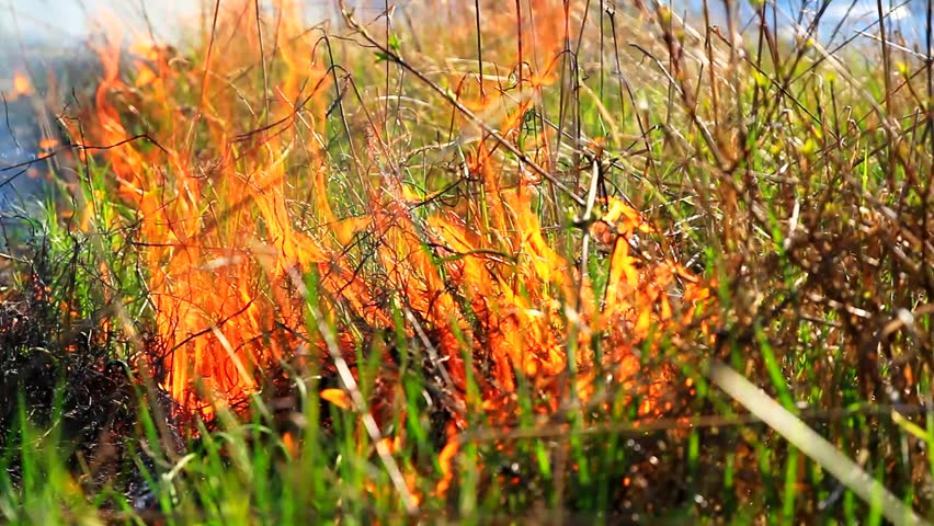Green Grass Burning Close Up Forest Fire Hazard Naturalk Disaster HD