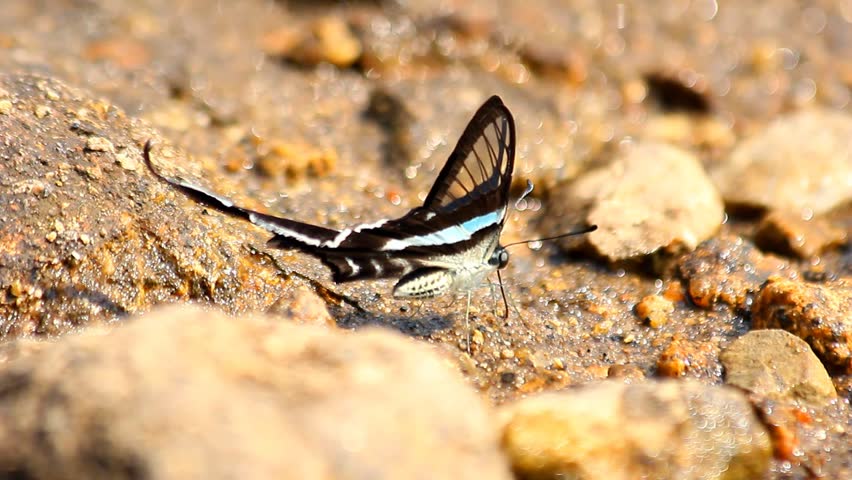 Black and white butterfly on the ground.