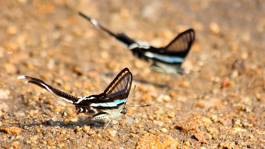 Black and white butterfly on the ground.