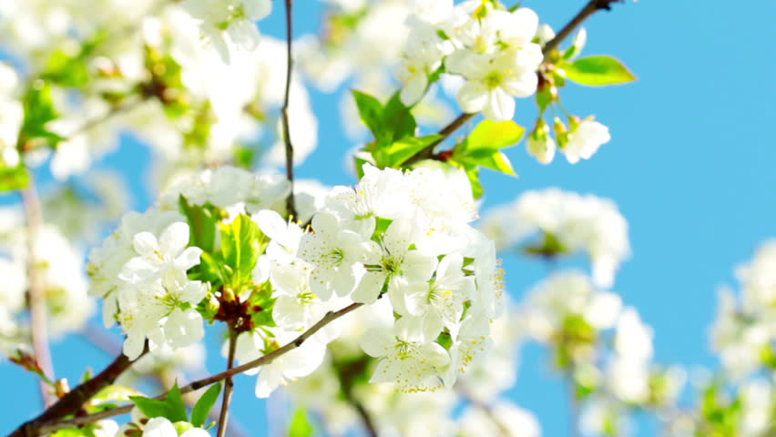 apricot flowers blooming in spring