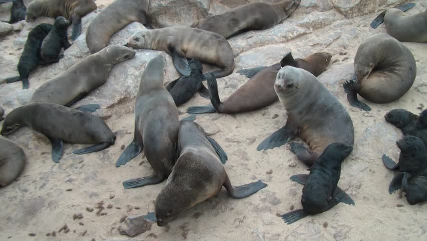 Cape Cross colony of seals in Namibia,