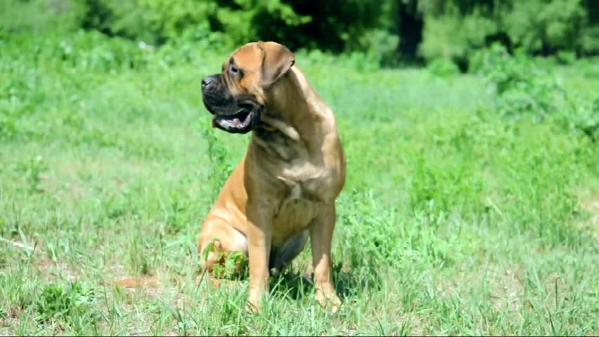 nior puppy bullmastiff sitting outside in the park. dog 10 months age. dog`s  owner young girl played with him