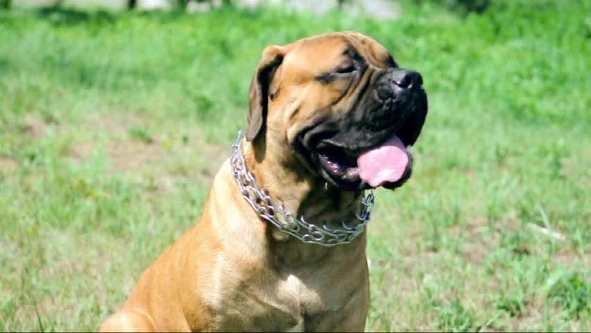 junior puppy bullmastiff sitting outside in the park. dog 10 months age