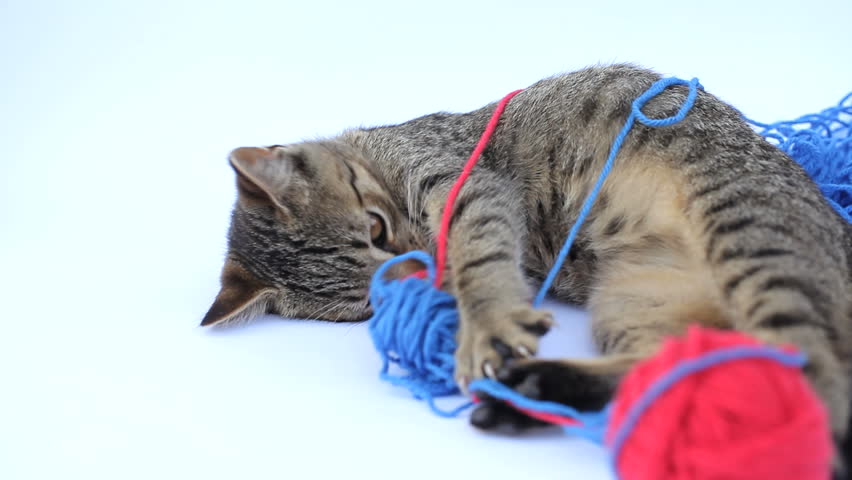 Kitty playing with wool on white background.