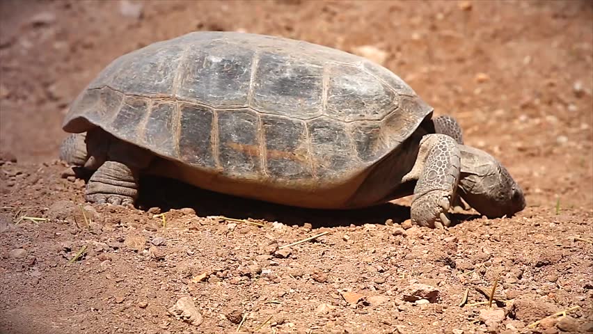 An endangered Bolson Tortoise in Arizona, USA.  The tortoise is unique among Pleistocene animals in that, unlike mammoths, sabre-toothed tigers and giant ground sloths, it is not extinct. 