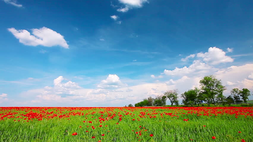 field of red poppies and cloudy sky