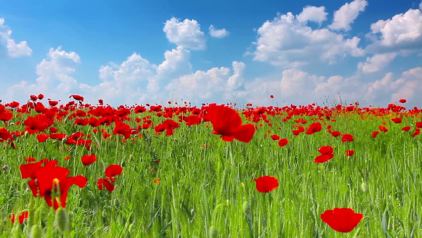 field of red poppies and cloudy sky