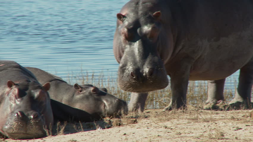 A female and her calf rest on the banks of the Chobe river. A bull hippo provides protection by giving an open mouth threat display