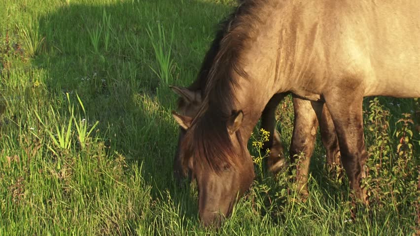 Konik stallions forage in wetland - tilt up. The Konik is a small horse originating in Poland. Semi-wild herds of koniks can be seen today in many nature reserves