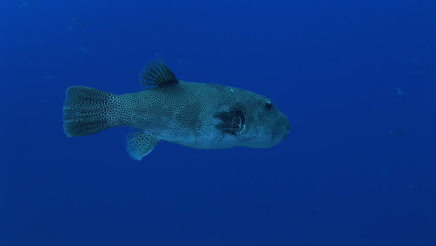 giant pufferfish, arothron stellatus