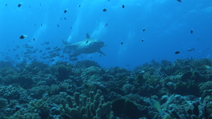 silvertip shark feeding
