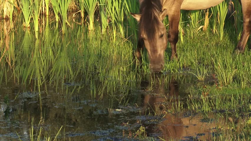 Konik horse stallion grazing at lakeside. The Konik is a small horse originating in Poland. Semi-wild herds of koniks can be seen in many nature reserves today.