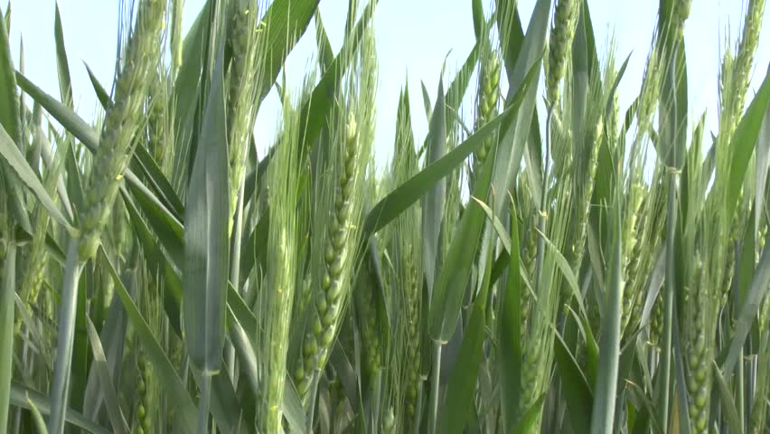 Wheat field