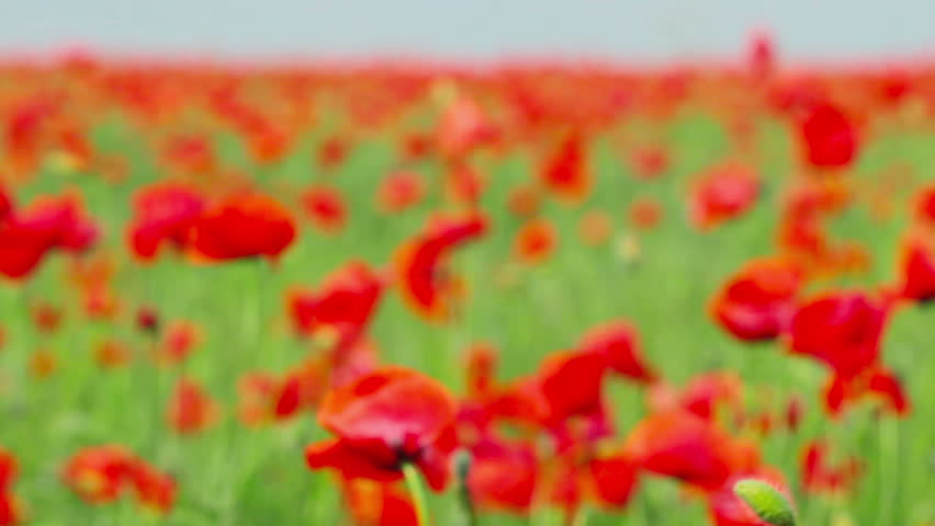 field of red poppies