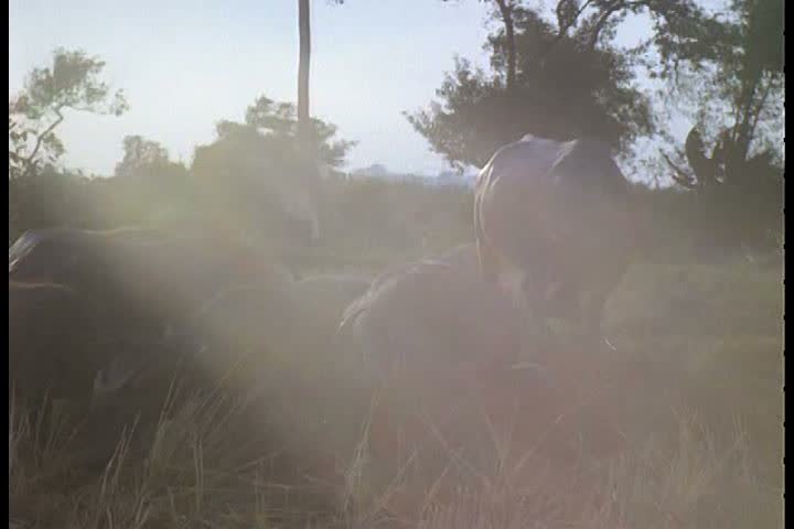 1960s - Water buffalo in Vietnam.