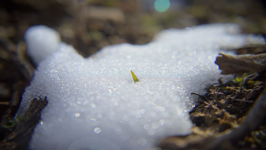 Close up shot of snow melting on a tiny blade of grass in high definition.