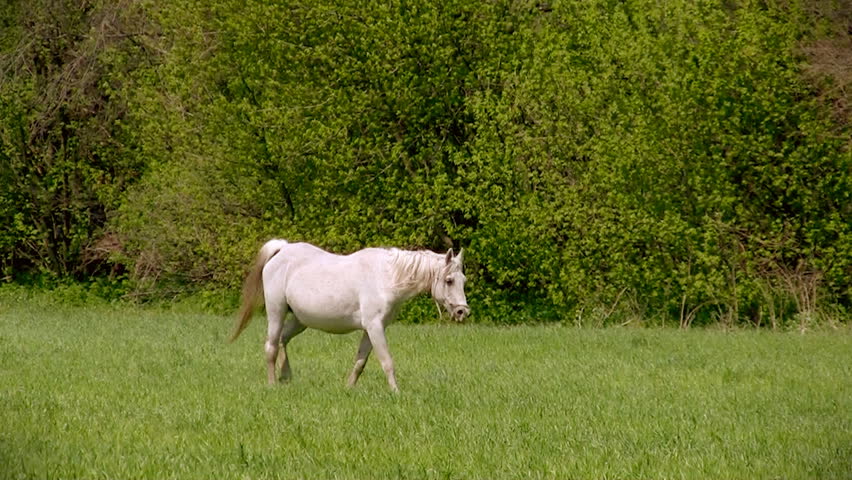 White horse walking on the meadow